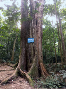 1000 year old tree