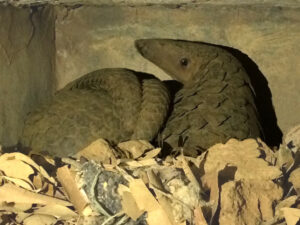 Mother and Child at Cuc Phuong Pangolin Rescue Center
