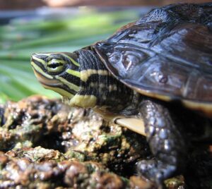 Vietnamese Pond Turtle