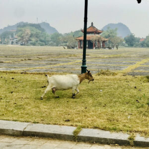 Mountain goat meat - a specialty in Ninh Binh